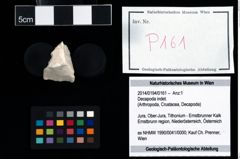 Foto (Objekt + Etikett) von Decapoda indet.  (NHMW-GEO-2014-0194-0161)